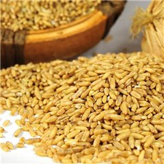 [Fresh] Jeongeup, Jeonbuk Hat luxury oats 500g