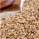 [Diligent farmer - Nancy cultivate qualitative Oats 5kg